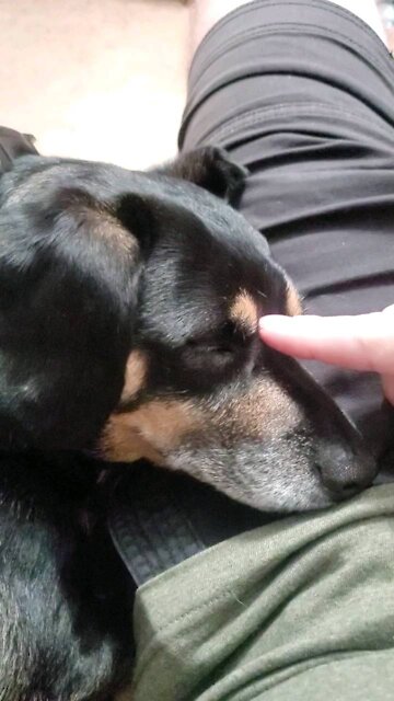 Pet My Sleeping Dog Rory