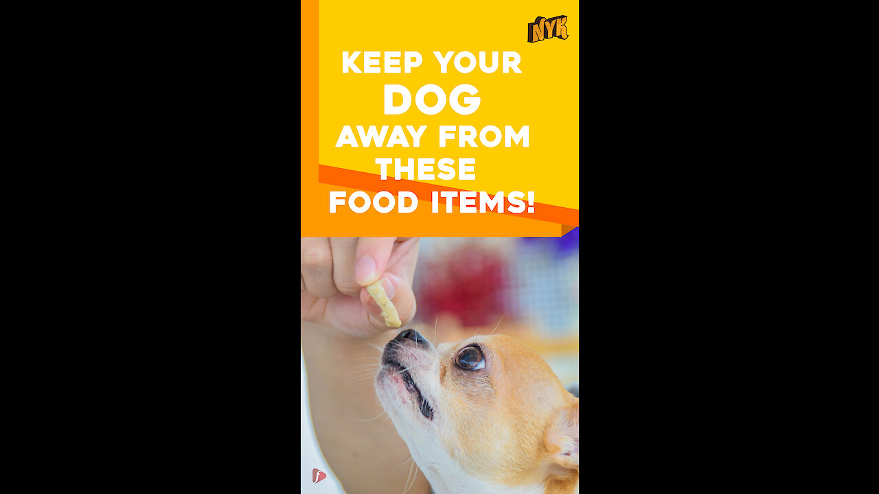 Human foods that your dogs should not eat *