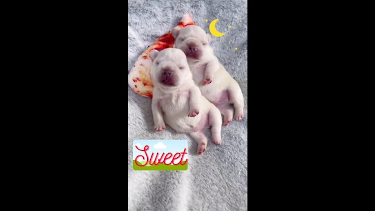 AWW Animals SOO Cute! Cute baby Puppies​ so drink a lot of milk mom so tired. 💗 /.like / share /💗 SUBSCRIBE💗