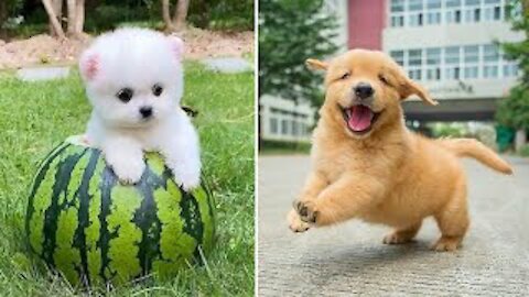 Baby Dogs - Cute and Funny Dog Videos Compilation
