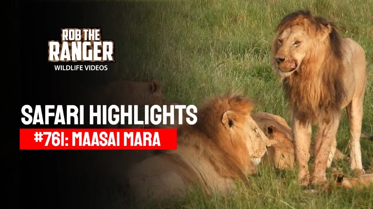 Safari Highlights #761: 06 & 07 April 2023 | Lalashe Maasai Mara | Latest Wildlife Sightings