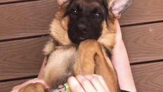 German Shepherd Puppy Enjoys Getting Pedicure