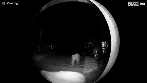 Polite bear rings the doorbell