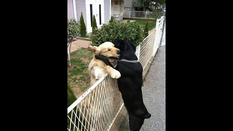 Cute dogs, baby dogs super power dogs