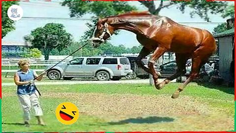 Funniest Horses | Animals and Pets of The Week