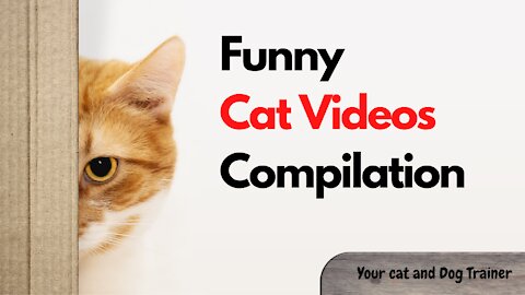 Funny Cat Video Compilation Part-1