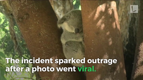 Dead Koala Found Screwed to Pole at Park. Police Searching for Monster Who Did it