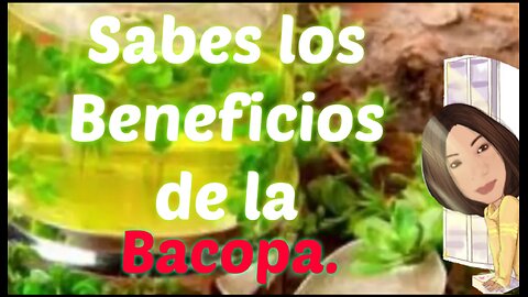 SABES LOS POSIBLES BENEFICIOS DEL BACOPA EN EL CEREBRO.