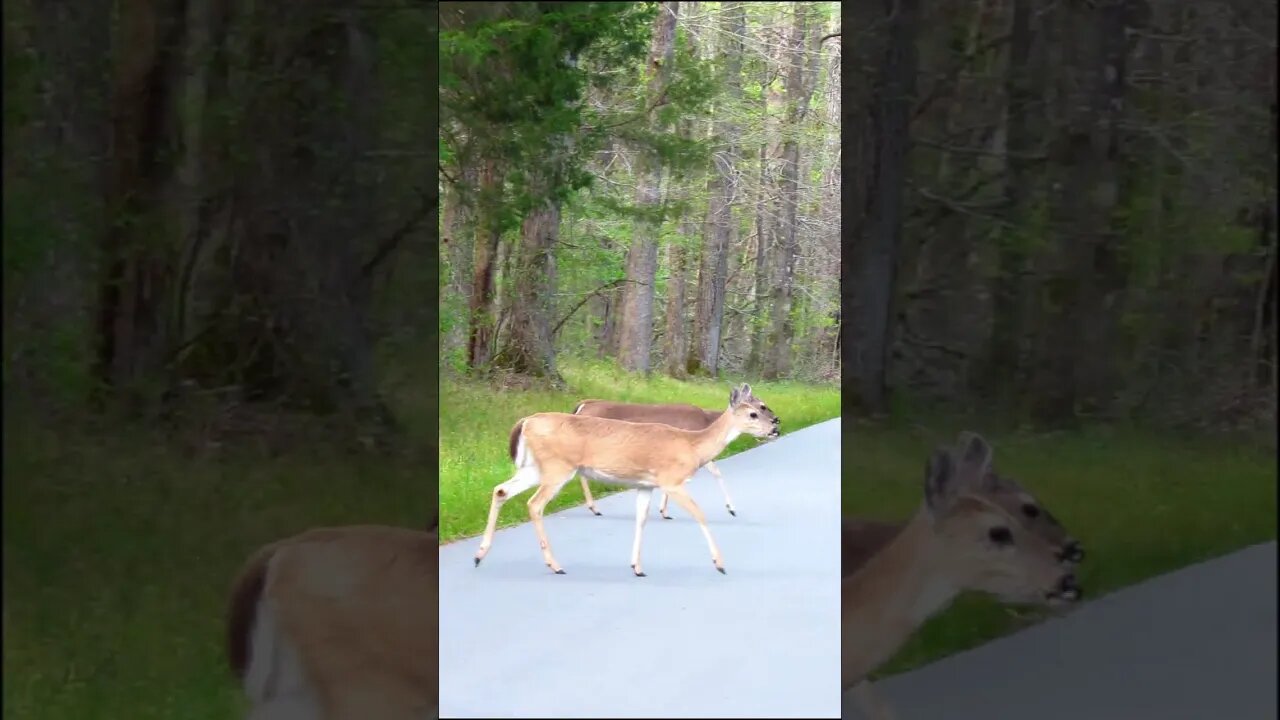 Deer cross the road