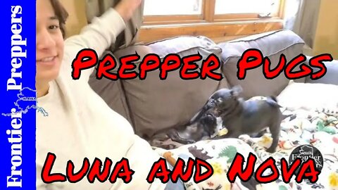 Prepper Pugs Luna and Nova