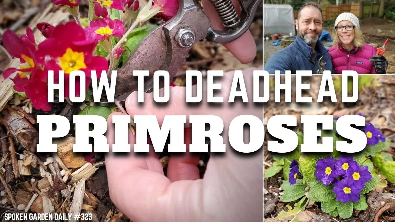 ✂ How to Deadhead Primroses | Primrose Care - SGD 323 ✂