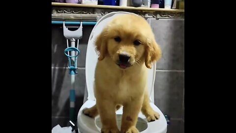 dog went to relieve himself and ended up falling into the toilet