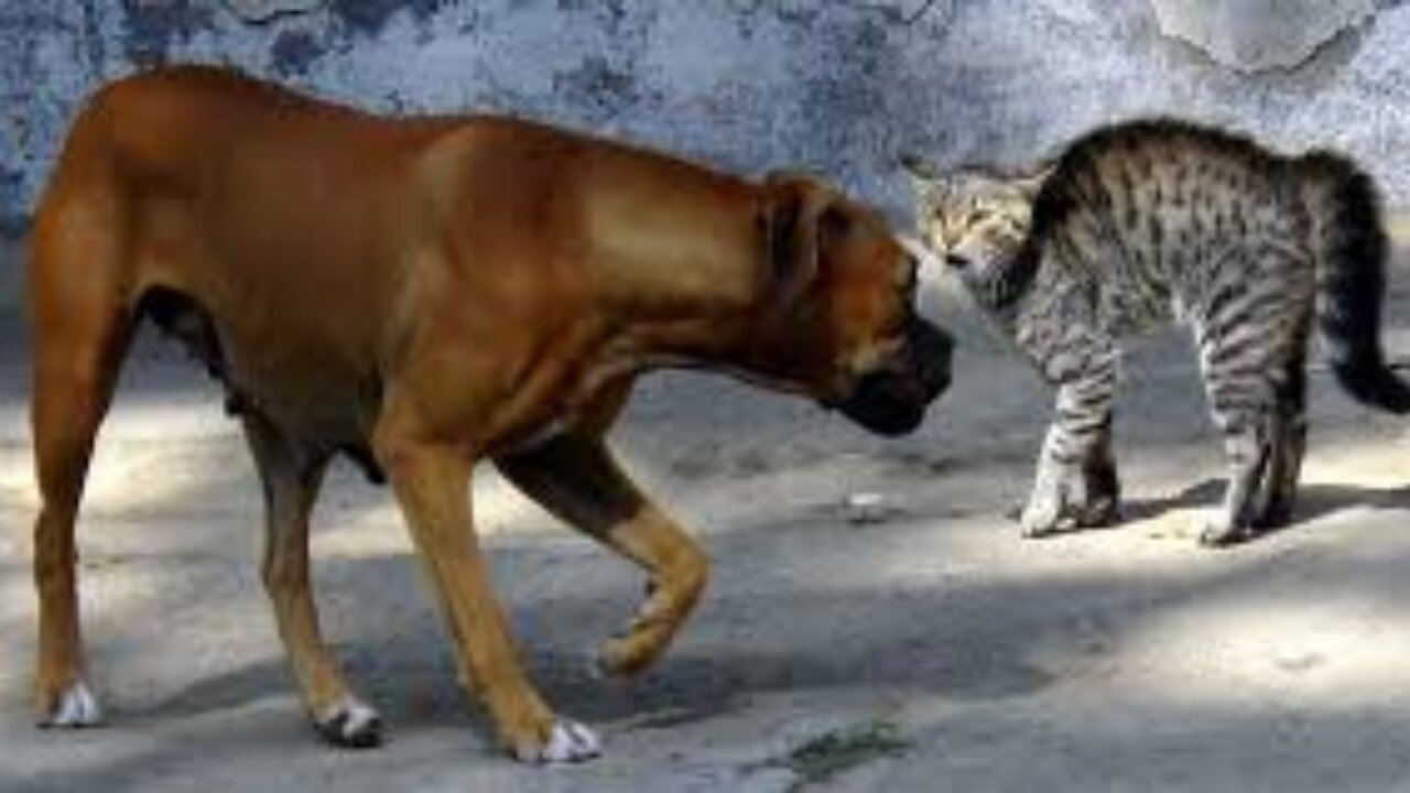 Angry Cats Vs Dogs Funny Compilation Video Ever cats and dog Fight|My Way