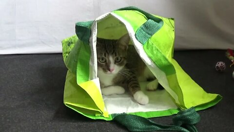 Cute Kitten Discovers Large Shopping Bag