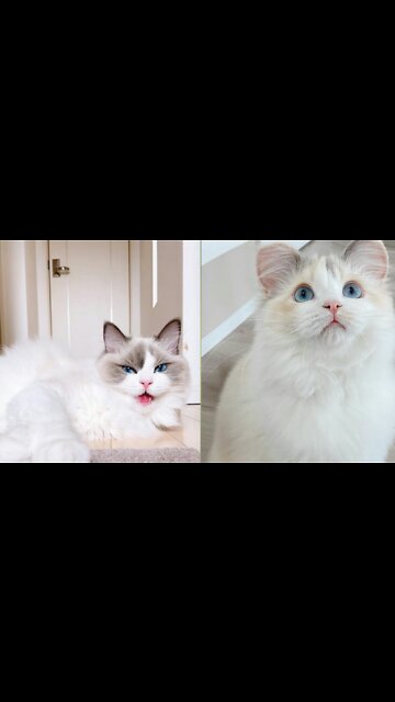 Beautiful cat dance.Viral video.