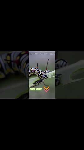 Relaxing Music for Stress Relief and Deep Sleep (Calm PIANO)