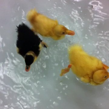 Orphaned baby ducks get introduced to water