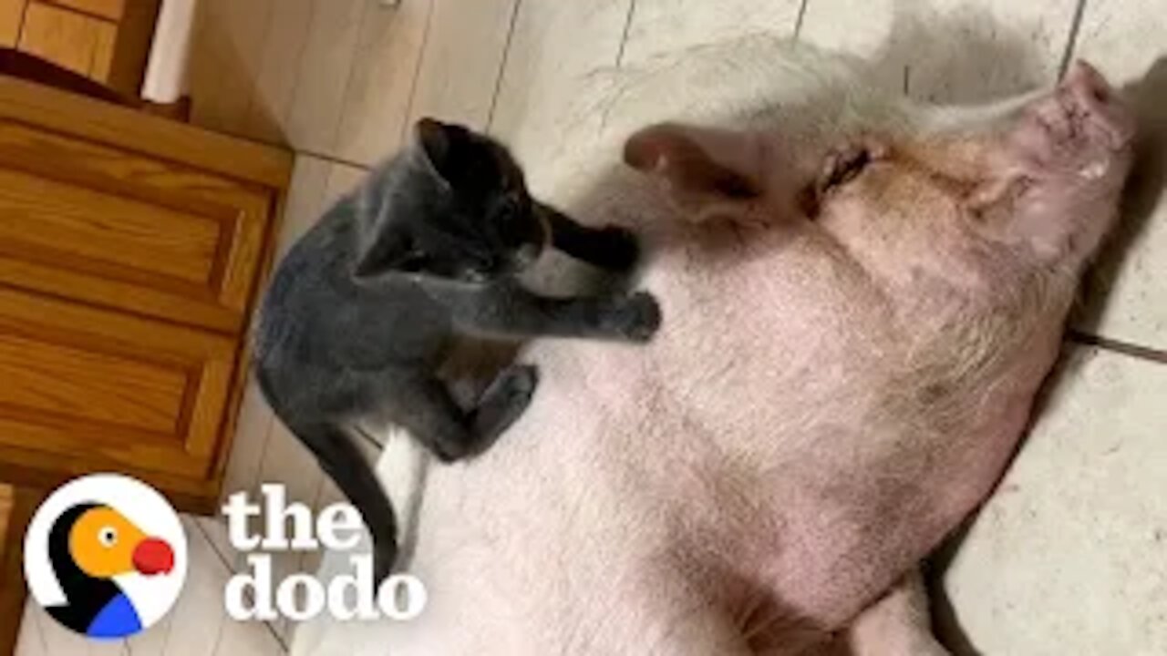 Kitten Loves To Ride On Her Pig Sister's Back