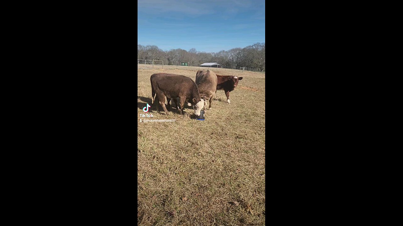 Cow and calf playing with buckets.