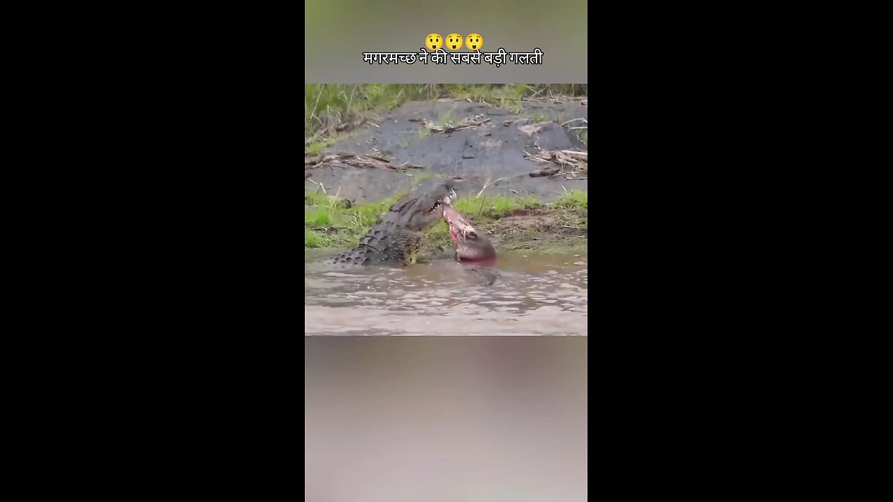 animal funny videos