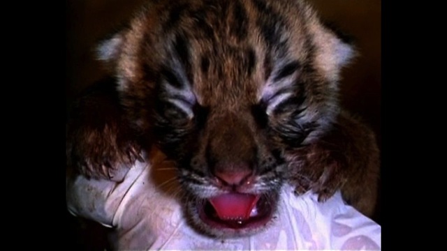 Super Cute Bengal Tiger Cubs