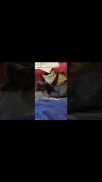 A couple of Kittens sleeping on my lap