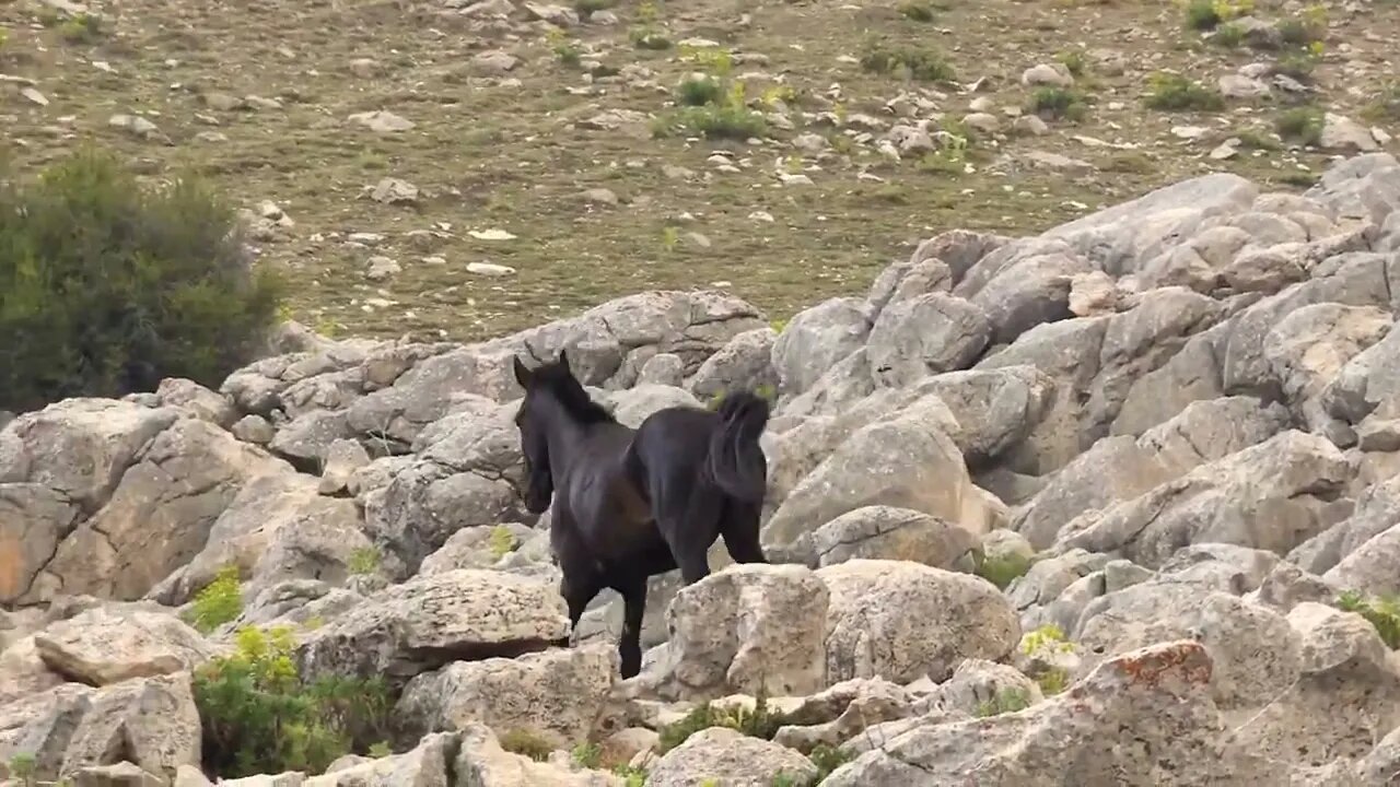 Two horses on a date doesn't seem to be working out13