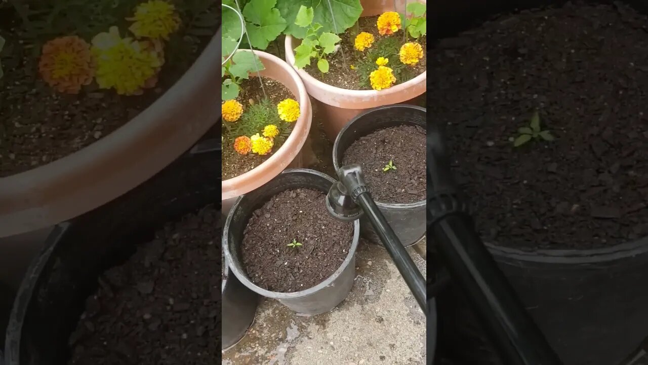 How to water newly transplanted Tomato seedlings.