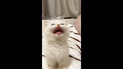 Mama Cat Takes Back Crying Kitten From Toddler