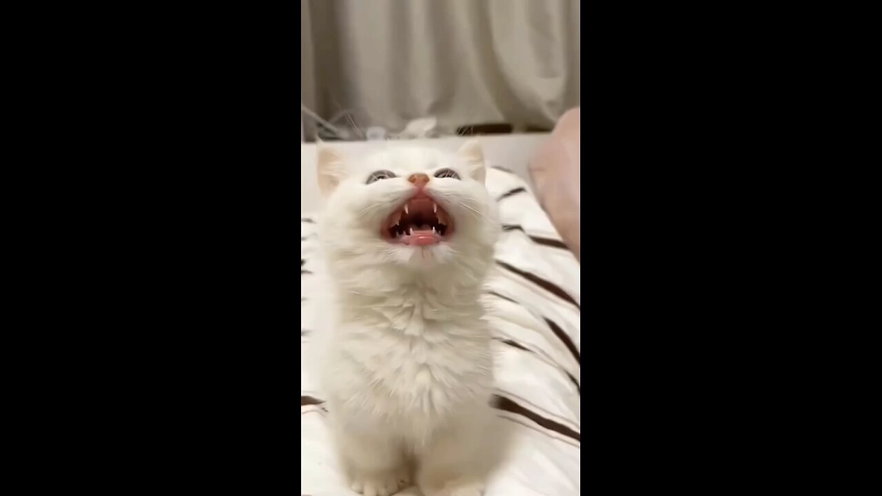 Mama Cat Takes Back Crying Kitten From Toddler
