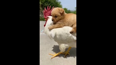 Puppy rides on back of Chicken