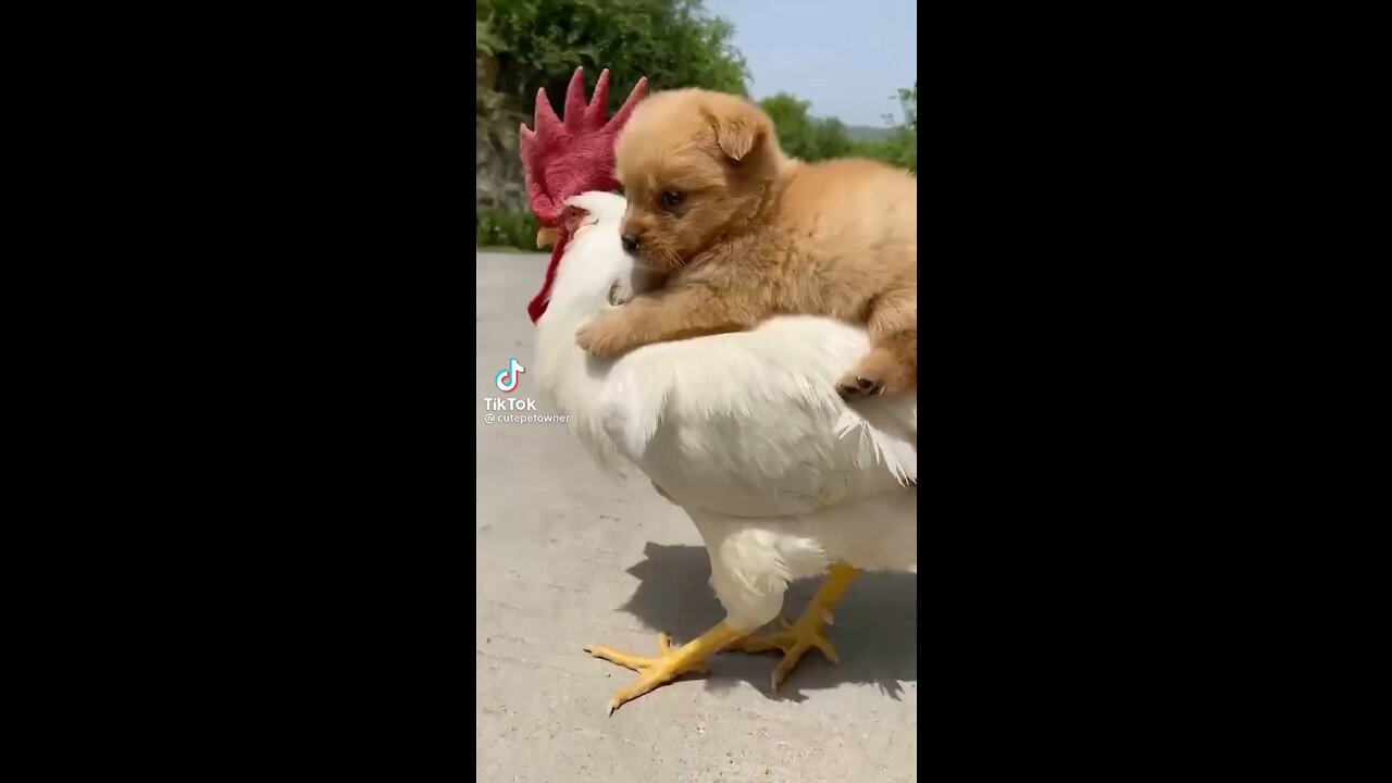 Puppy rides on back of Chicken