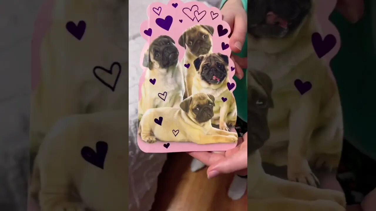 Happy Valentines Day from these Pugs!