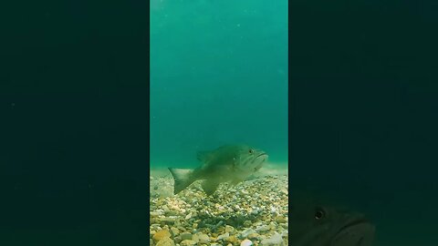 this is what a smallmouth bass bed looks like