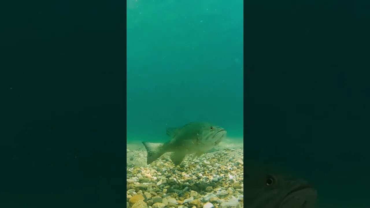 this is what a smallmouth bass bed looks like