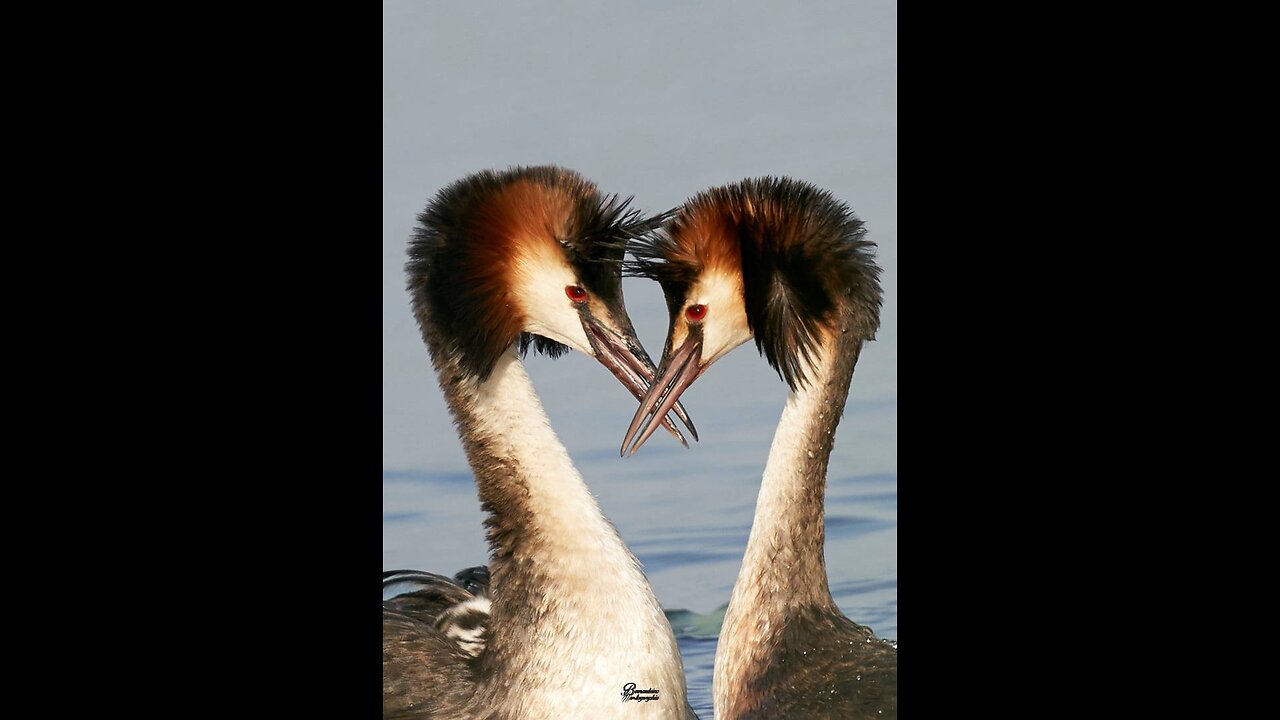 Vincent Bernard Photographe Animalier