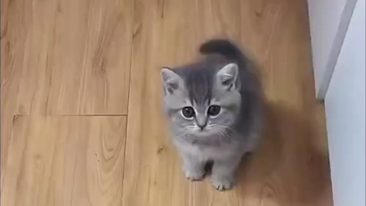 Amazing cat 🐈 trending video