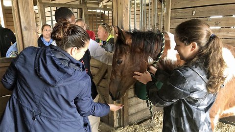 'Neglected' horses seized from property in Palm Beach County are showing improvement