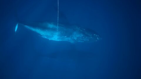 blue whale 🐋