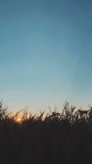 Dr. Sorescu - Doctor, Violonist, Composer.