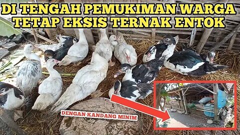 KANDANG SEMPIT DI HUNI PULUHAN EKOR