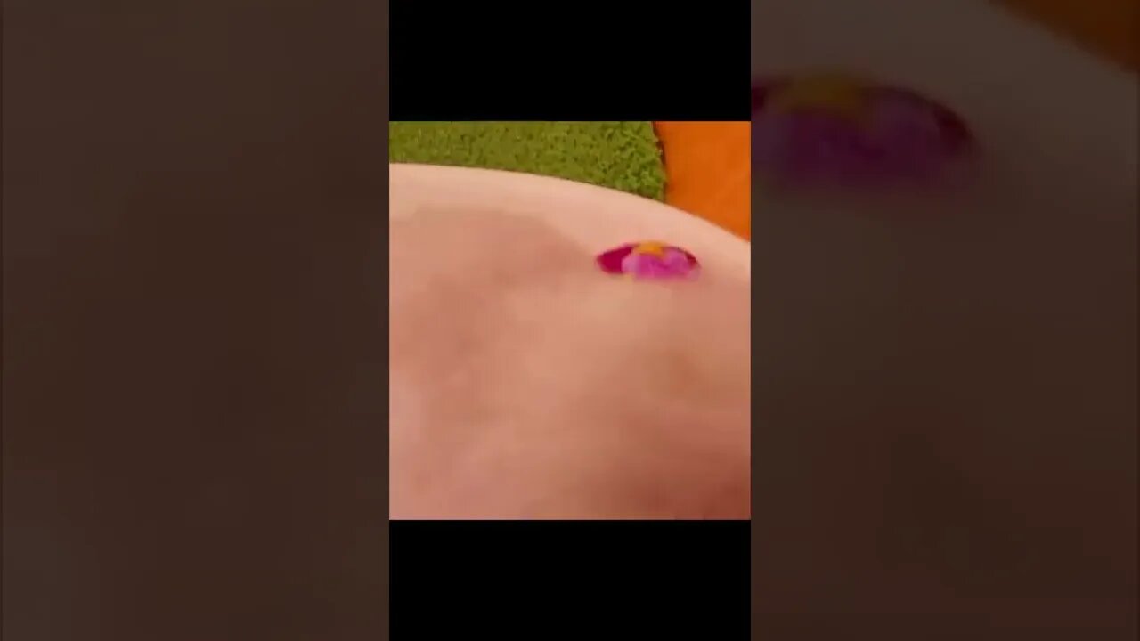 cute cat and dog funny videos