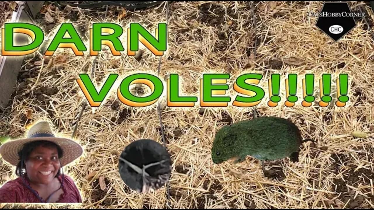 Battling Voles and Other Pest