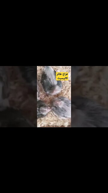 فراخ طائر كاليبسيت