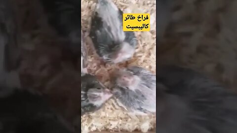 فراخ طائر كاليبسيت