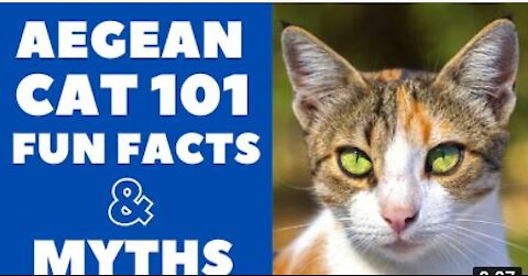 Aegean Cats 101 : Fun Facts & Myths