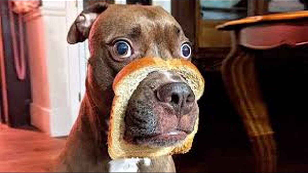 Dog Doing Funny Things - Best of Funny Dogs in October 3