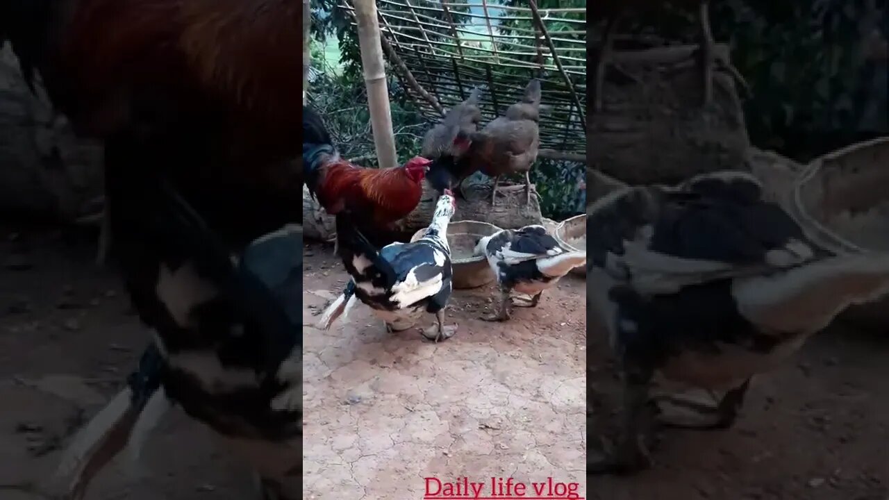 ducks are eating