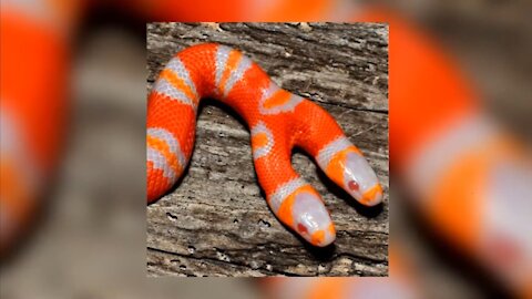 AMAZING 10 Weird Two Headed Animals