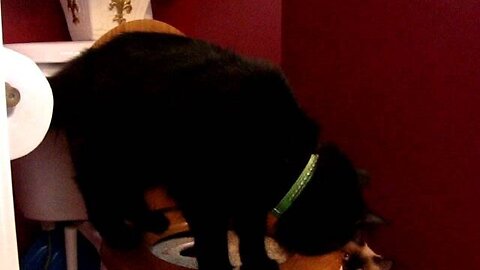 Charlie and Boston Investigate the new hole in the Toilet Tray for Cat Toilet Training Stage 2 Day 3